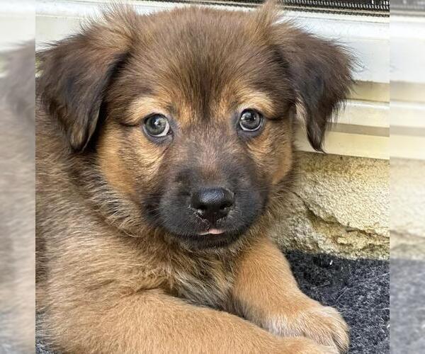 Medium Photo #2 Labrador Retriever-Unknown Mix Puppy For Sale in San Diego, CA, USA