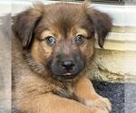 Small #1 Labrador Retriever Mix