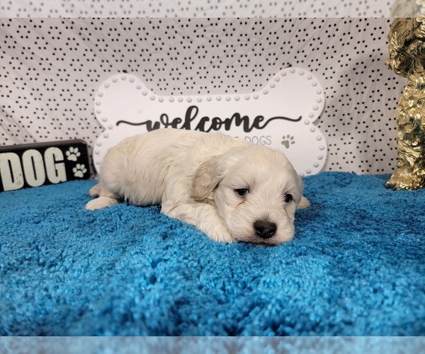 Medium Photo #2 Goldendoodle mix (+ Poodle Toy) Puppy For Sale in BLACK FOREST, CO, USA