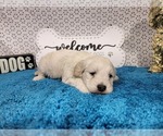 Small #1 Goldendoodle mix (+ Poodle Toy)