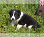 Small #12 Border-Aussie