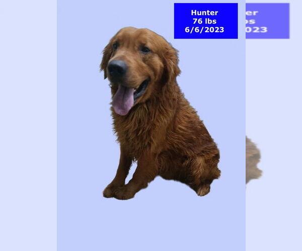 Medium Photo #3 Golden Retriever Puppy For Sale in West Hollywood, CA, USA