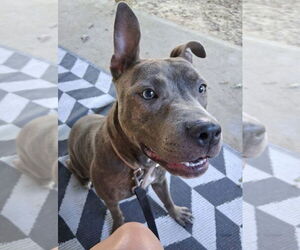Medium American Pit Bull Terrier Mix