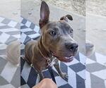 Small American Pit Bull Terrier Mix