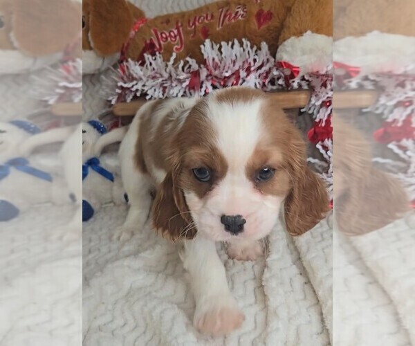 Medium Photo #5 Cavalier King Charles Spaniel Puppy For Sale in JASONVILLE, IN, USA