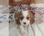 Small #4 Cavalier King Charles Spaniel
