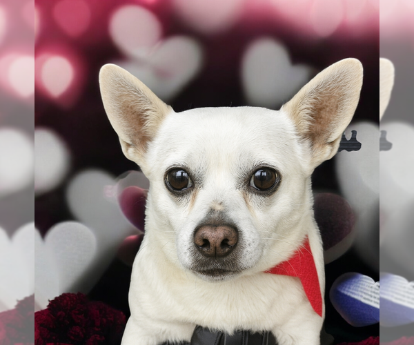 Medium Photo #3 Chihuahua Puppy For Sale in Vail, AZ, USA