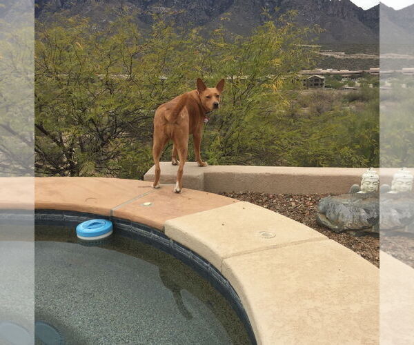 Medium Photo #4  Puppy For Sale in , 