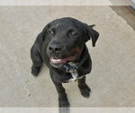 Small #1 Mutt