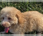 Small #10 Poodle (Toy)