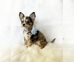 Small #10 Chihuahua