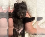Puppy Puppy2 Schnauzer (Miniature)