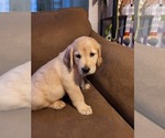 Small Photo #9 Golden Retriever Puppy For Sale in CARLTON, GA, USA