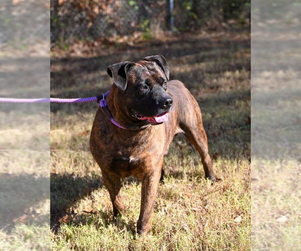 Medium Photo #2 Mutt Puppy For Sale in Glen Allen, VA, USA