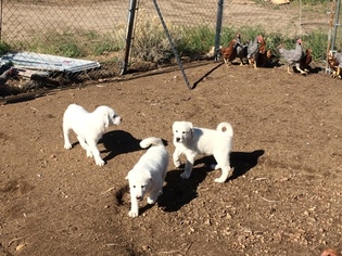 Akbash Dog-Great Pyrenees Mix Puppy for sale in RENO, NV, USA