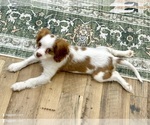 Small #2 Cavalier King Charles Spaniel