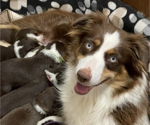 Mother of the Miniature Australian Shepherd puppies born on 07/28/2022