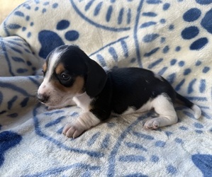 Dachshund Puppy for sale in WEBSTER, FL, USA
