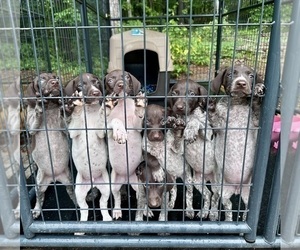 German Shorthaired Pointer Puppy for sale in CANDOR, NC, USA
