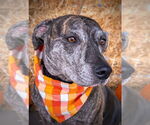 Small #10 Catahoula Leopard Dog Mix