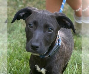 Labrador Retriever-Retriever  Mix Dogs for adoption in Yardley, PA, USA