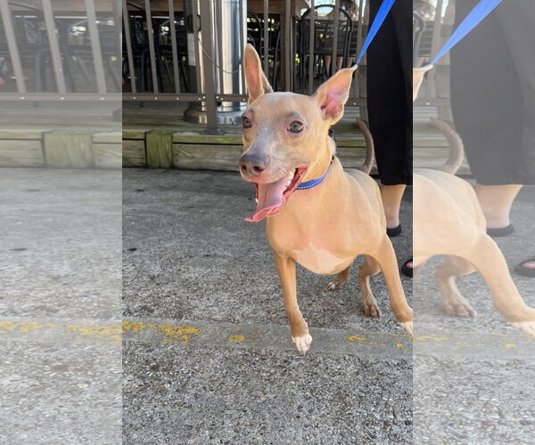Medium Photo #10 American Pit Bull Terrier-Unknown Mix Puppy For Sale in Oakhurst, NJ, USA