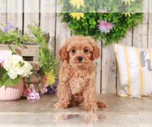 Maltipoo Puppy for sale in MOUNT VERNON, OH, USA