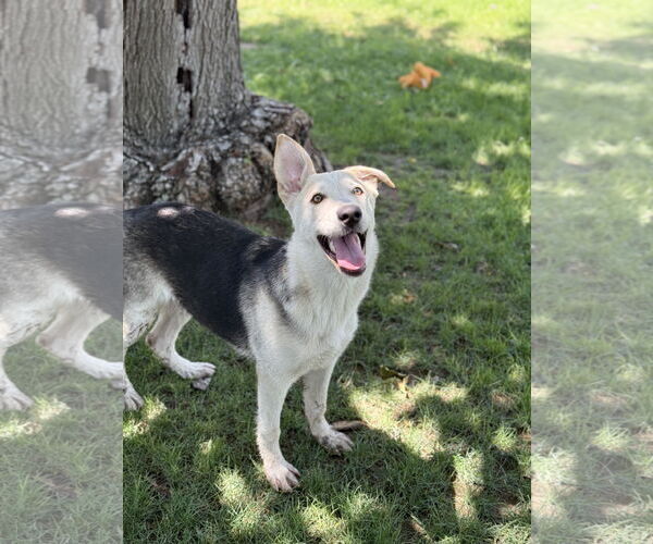 Medium Photo #3 German Shepherd Dog-Huskies  Mix Puppy For Sale in Phoenix, AZ, USA