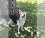 Small #2 German Shepherd Dog-Huskies  Mix