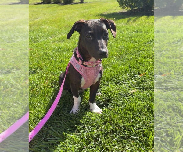 Medium Photo #2 Mutt Puppy For Sale in Cliffwood, NJ, USA