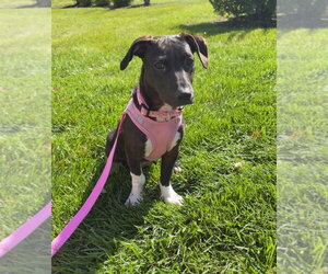 Sakki - Female Mutt Dog for Adoption - Photo #2