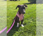 Small Photo #2 Mutt Puppy For Sale in Cliffwood, NJ, USA
