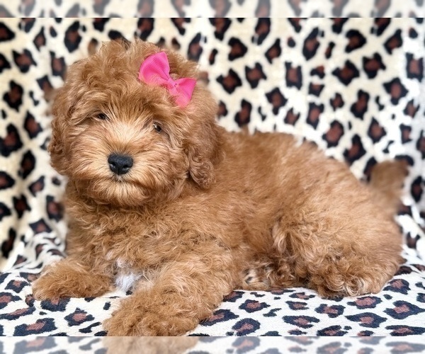 Medium Photo #1 Aussiedoodle Miniature  Puppy For Sale in LAKELAND, FL, USA