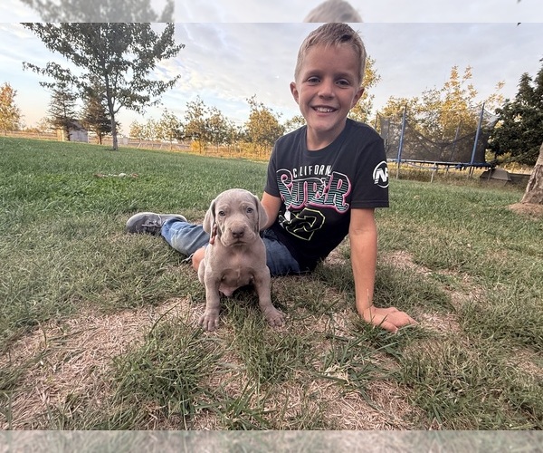Medium Photo #4 Weimaraner Puppy For Sale in WILLOWS, CA, USA