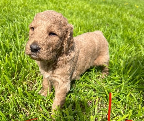 Medium Photo #3 Goldendoodle Puppy For Sale in WEATHERFORD, TX, USA