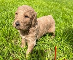 Small Photo #3 Goldendoodle Puppy For Sale in WEATHERFORD, TX, USA