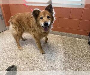 Golden Retriever-Unknown Mix Dogs for adoption in Pueblo, CO, USA