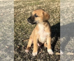 American Foxhound-Pointer Mix Dogs for adoption in HANOVER, PA, USA