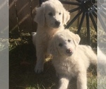 Small Photo #3 Maremma Sheepdog Puppy For Sale in CONNEAUT, OH, USA