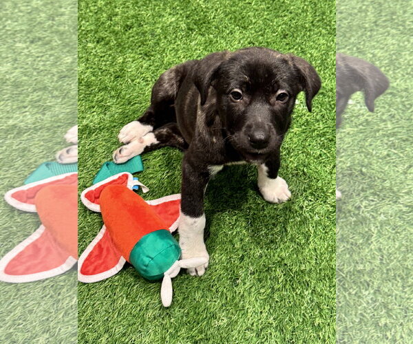 Medium Photo #4 Mutt Puppy For Sale in Sanford, FL, USA