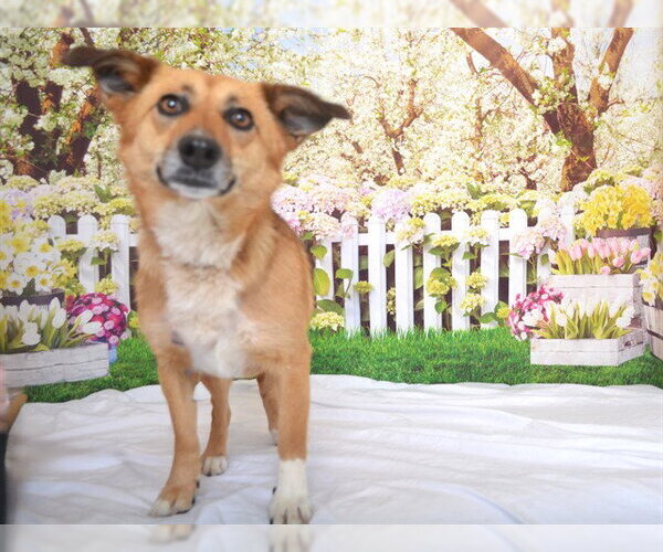 Medium Photo #2 Mutt Puppy For Sale in Oroville, CA, USA