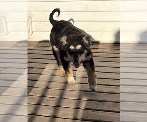 German Shepherd Dog-Unknown Mix Dogs for adoption in Waseca, MN, USA