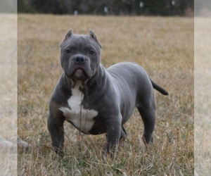 American Bully Puppy for sale in BILLINGS, MO, USA