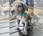 Puppy THOR Great Dane
