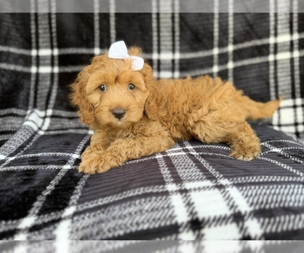Medium Photo #6 Cock-A-Poo Puppy For Sale in LAKELAND, FL, USA