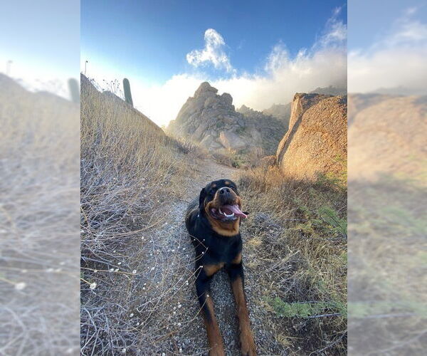 Medium Photo #3 Rottweiler Puppy For Sale in Gilbert, AZ, USA