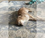 Small #3 Poodle (Miniature) Mix