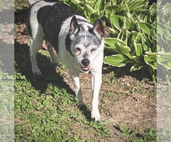 Medium Photo #3 Rat Terrier Puppy For Sale in Atlanta, GA, USA