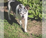 Small #2 Rat Terrier