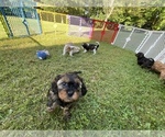 Small Photo #1 Cavapoo-Poodle (Miniature) Mix Puppy For Sale in MANCHESTER, MD, USA